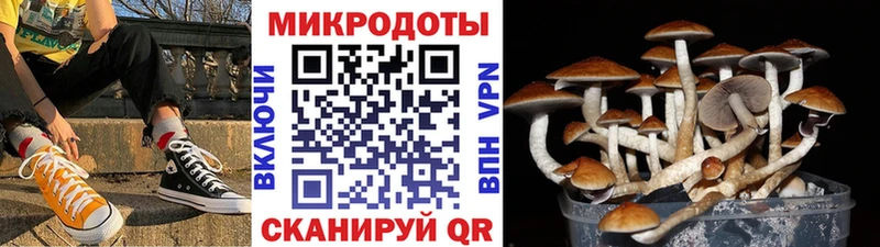 Галлюциногенные грибы ЛСД  как найти закладки  Новая Ладога 